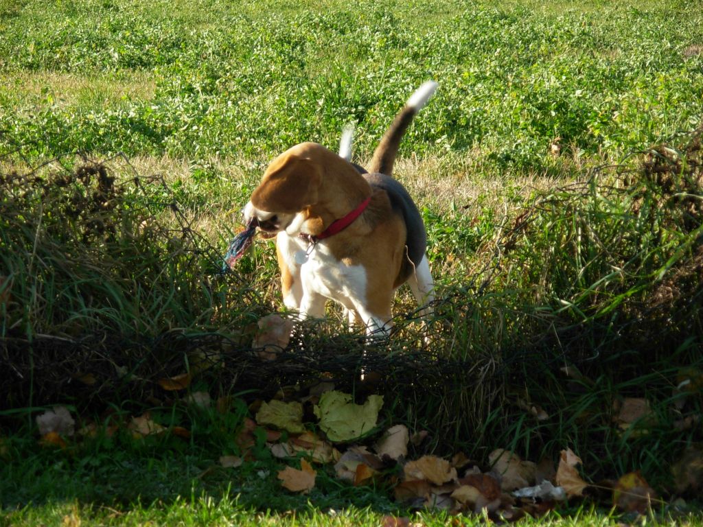 Teo
